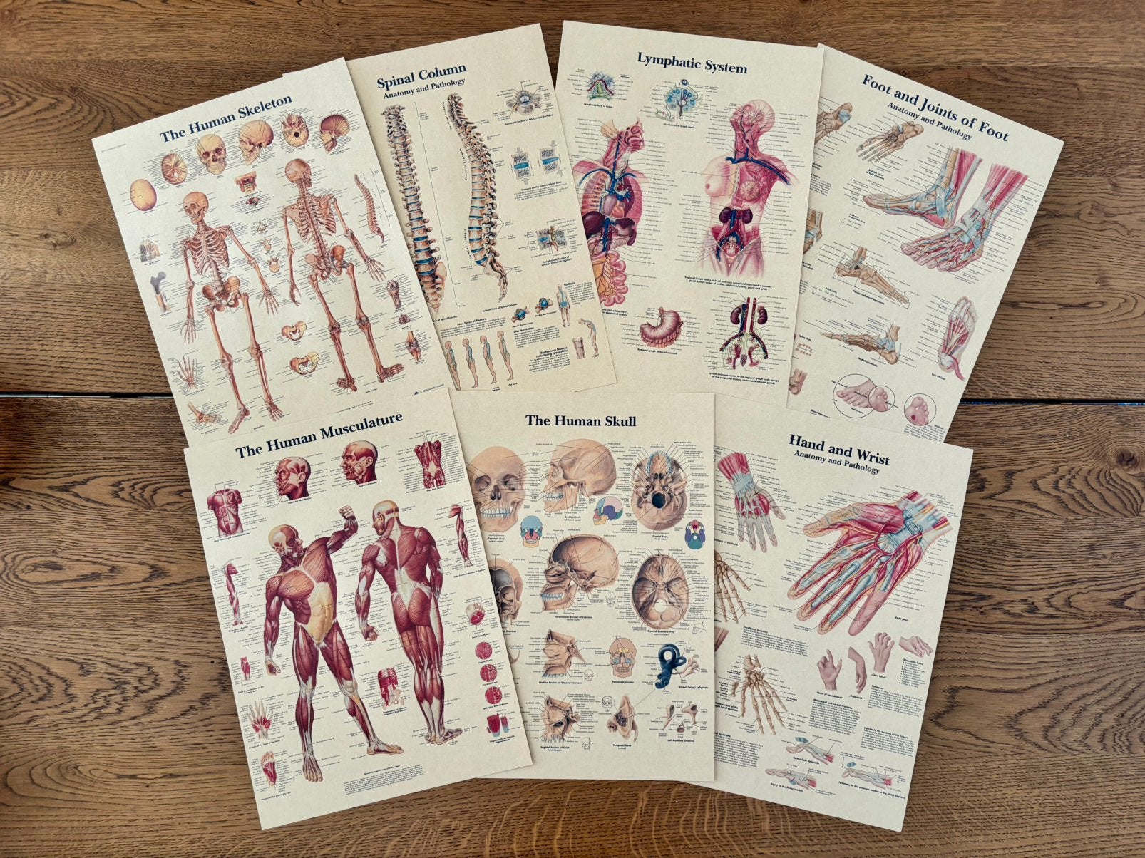7 Posters Menselijk Lichaam - Anatomie - Geneeskunde De Mens, Antiek en Kunst, Ophalen of Verzenden, Natuur en Biologie