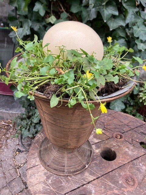 ŒUF D'AUTRUCHE 16 CM SUR 12 CM, Enlèvement ou Envoi, Coquillage(s)