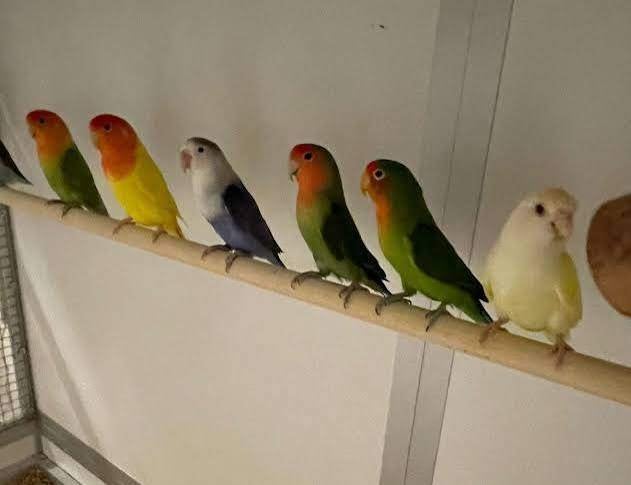 diverse agapornissen