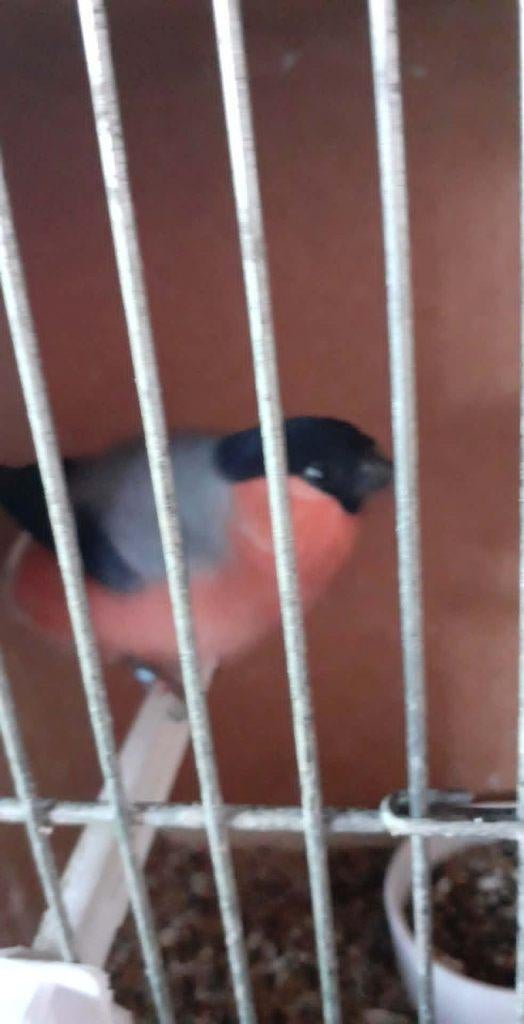 vogels, Dieren en Toebehoren, Vogels | Parkieten en Papegaaien, Mannelijk, Geringd