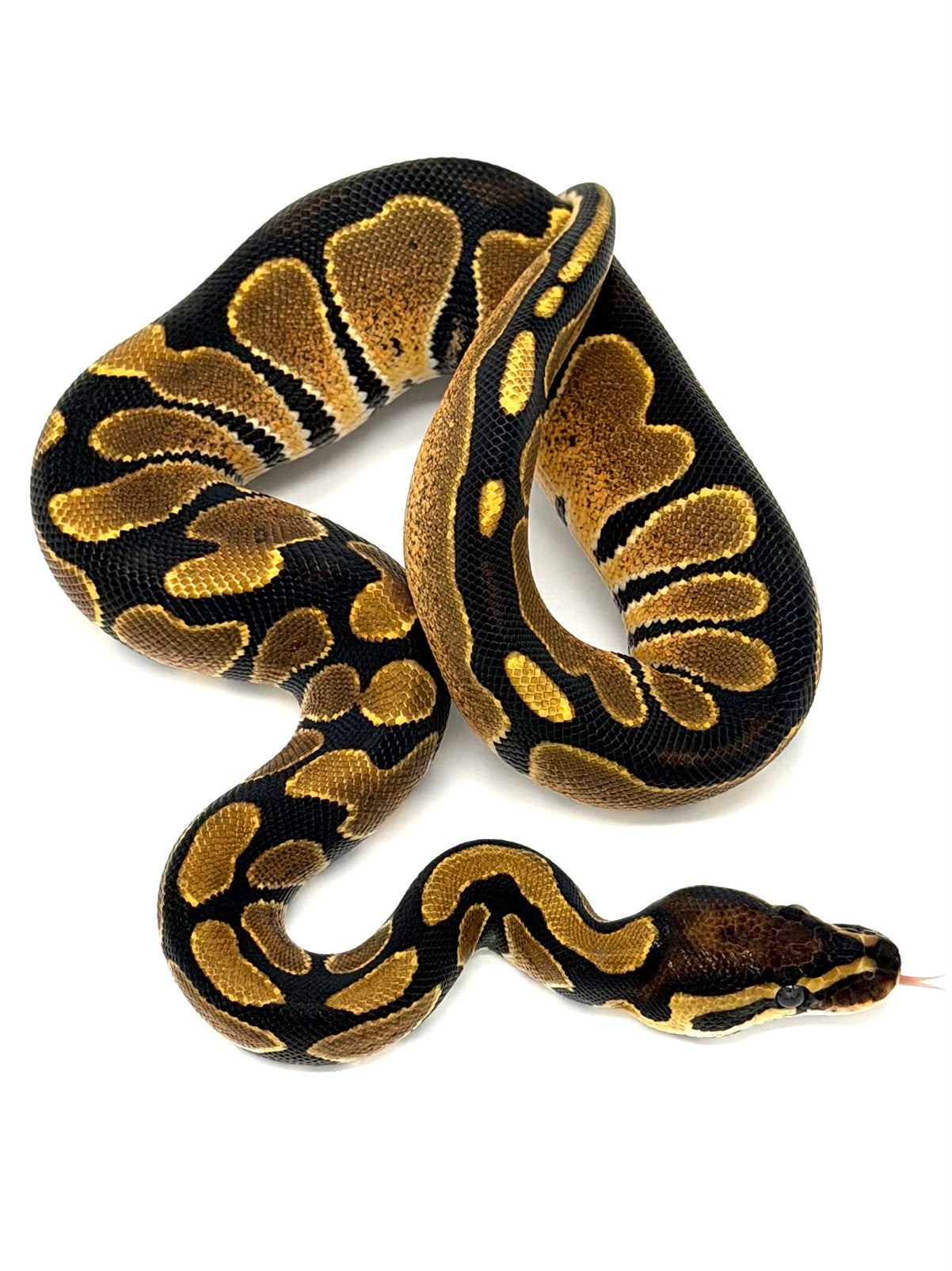 0.1 Vanilla het Hypo 66%het Puzzle Ball Python photo 2
