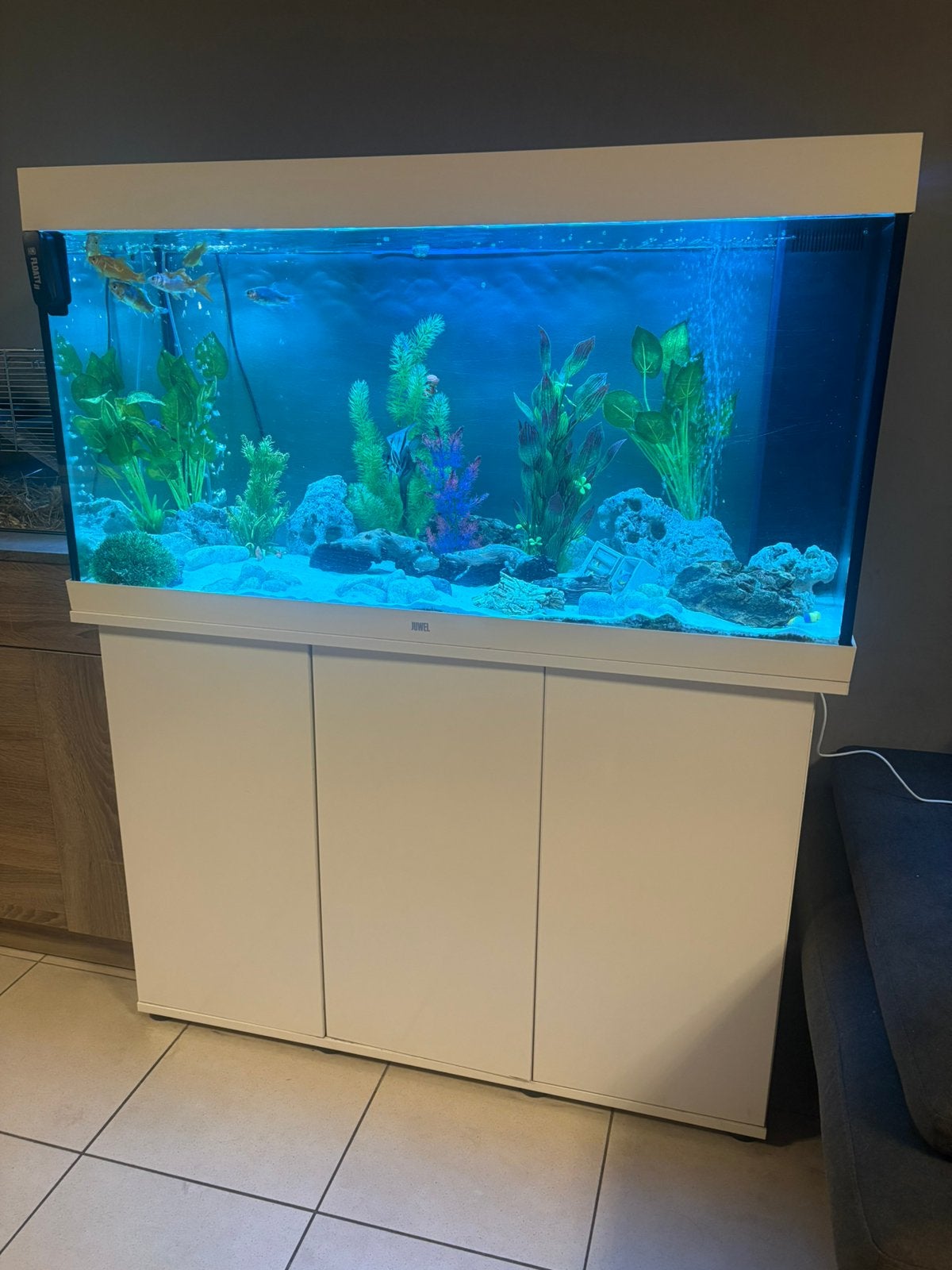 Aquarium à vendre, Poisson