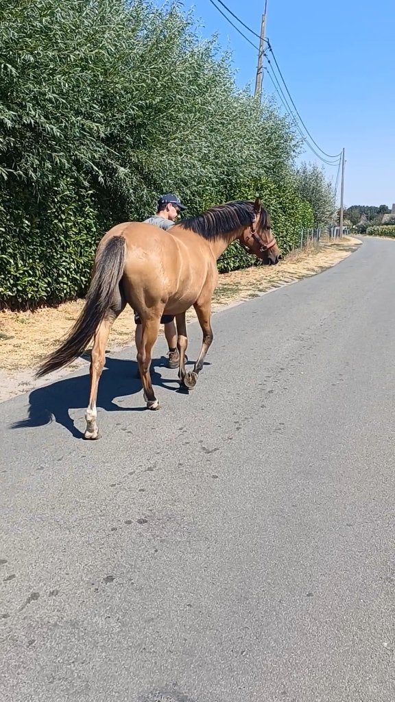 2-jarige Brp merrie, Animaux & Accessoires, Poneys, Jument, Poney D (1.37 m à 1.48m), Avec pedigree, 0 à 2 ans