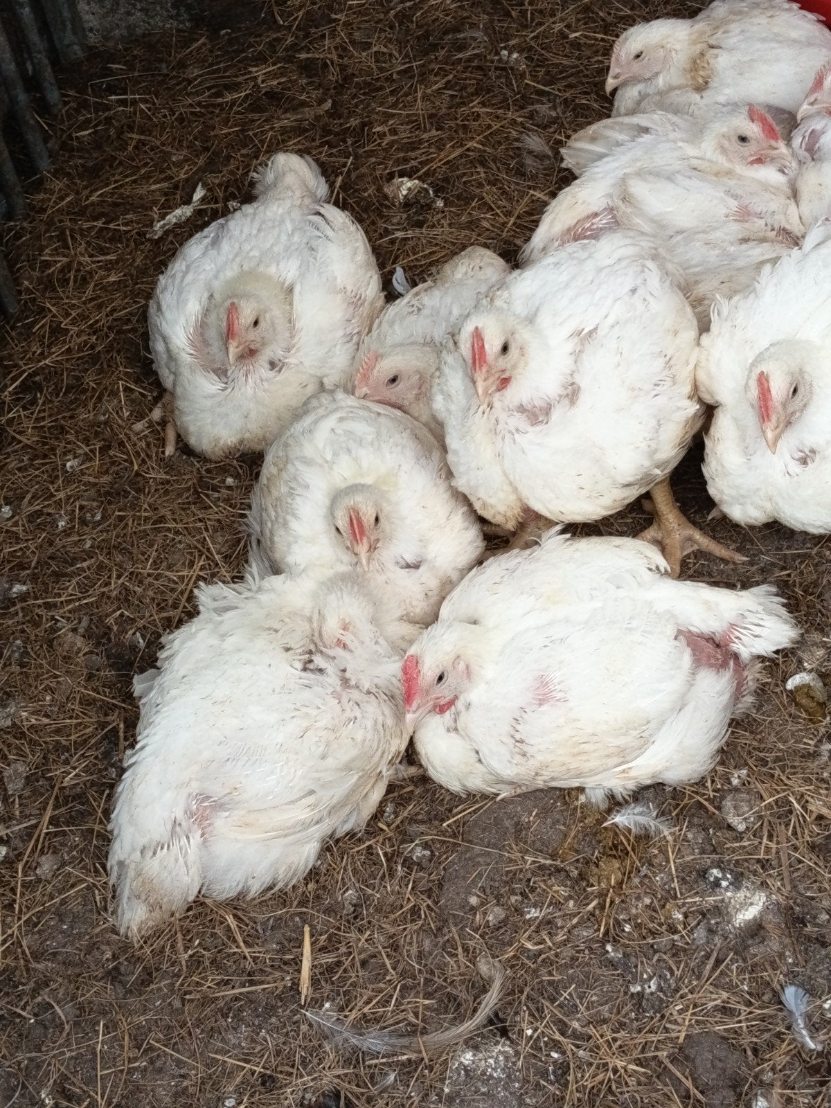 dunghorns, Animaux & Accessoires, Volatiles, Mâle, Poule ou poulet