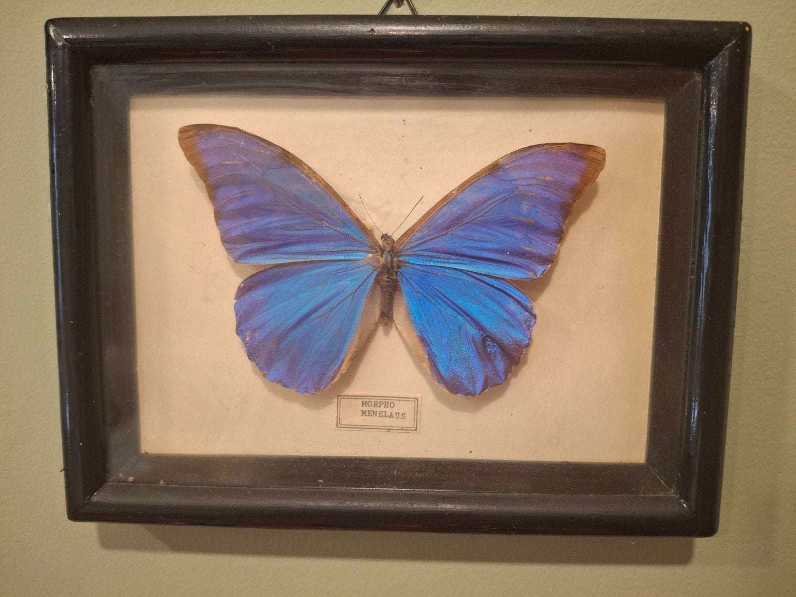 Opgezette vlinder Morpho menelaus, Ophalen of Verzenden