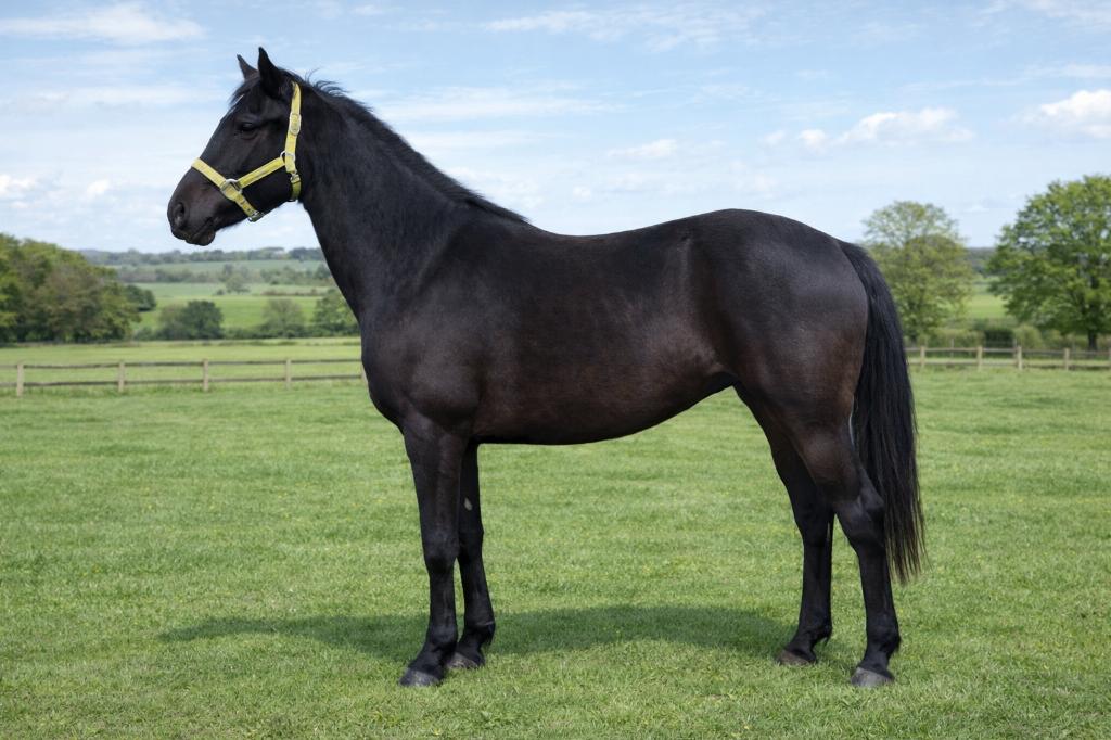 2 jarige Arabo-Fries zoekt een nieuwe thuis, Dieren en Toebehoren, Minder dan 160 cm, Met stamboom, Ruin, Dressuurpaard