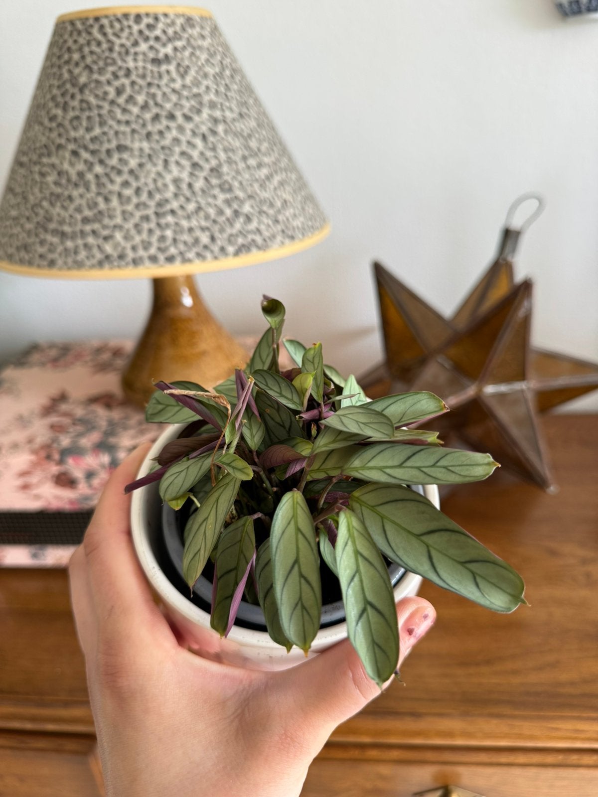 Plante, Maison & Meubles, Accessoires pour la Maison | Plantes & Fleurs artificielles, Enlèvement, Comme neuf