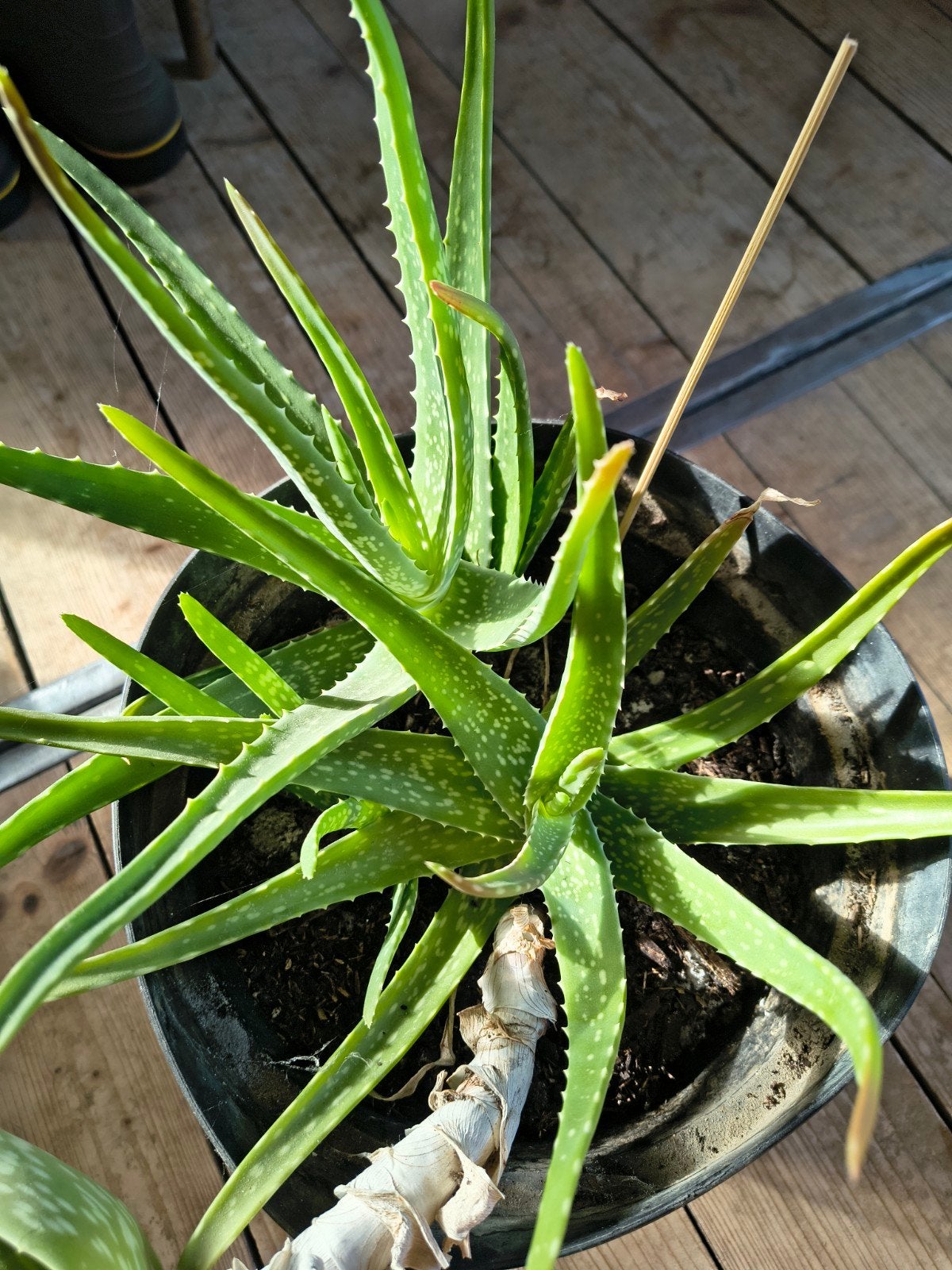 Aloe vera, Enlèvement