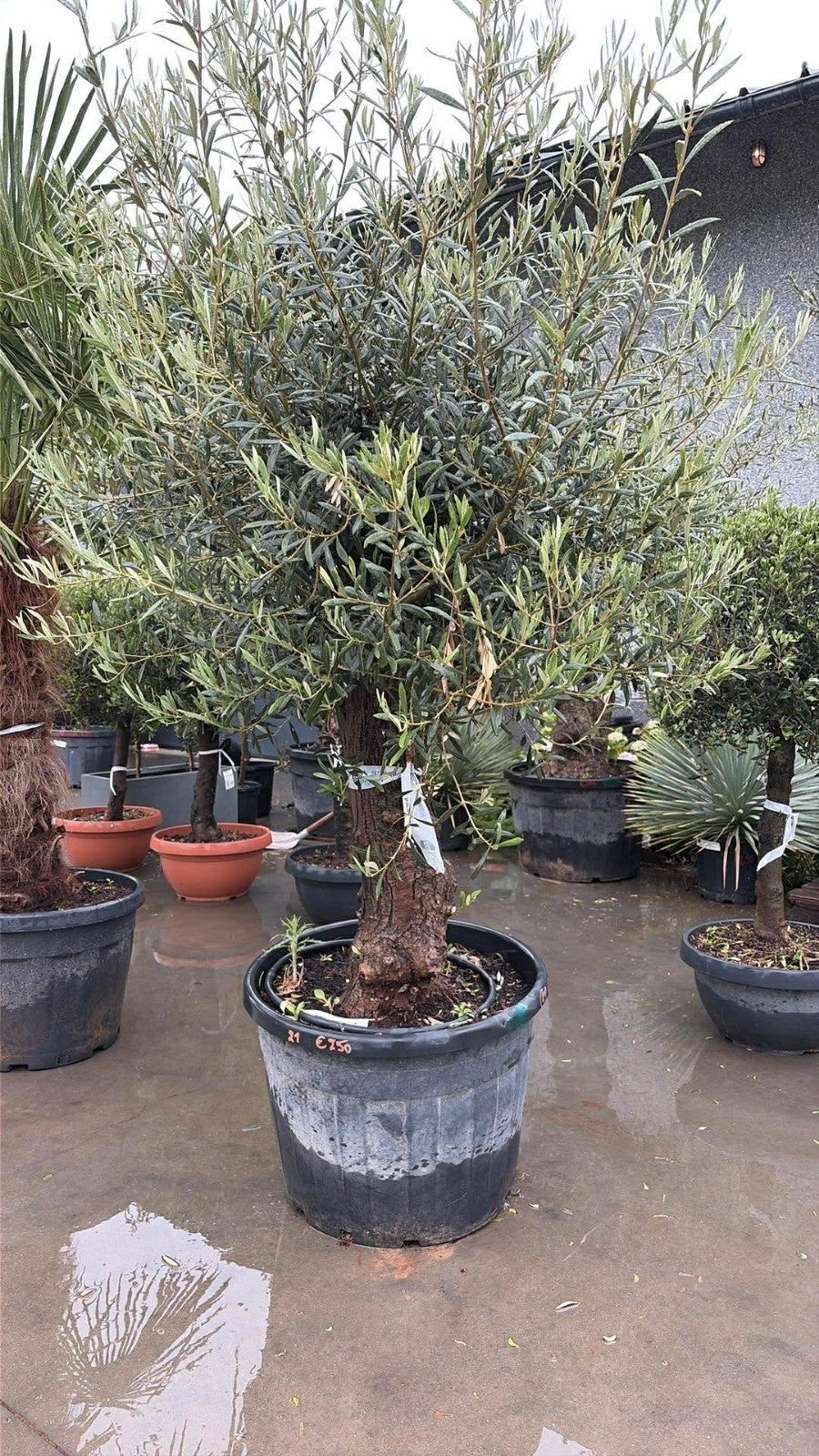 ‼️prachtige olijfboom olea europaea aan promoprijzen‼️, Jardin & Terrasse, Plantes | Arbres, Olivier, Enlèvement