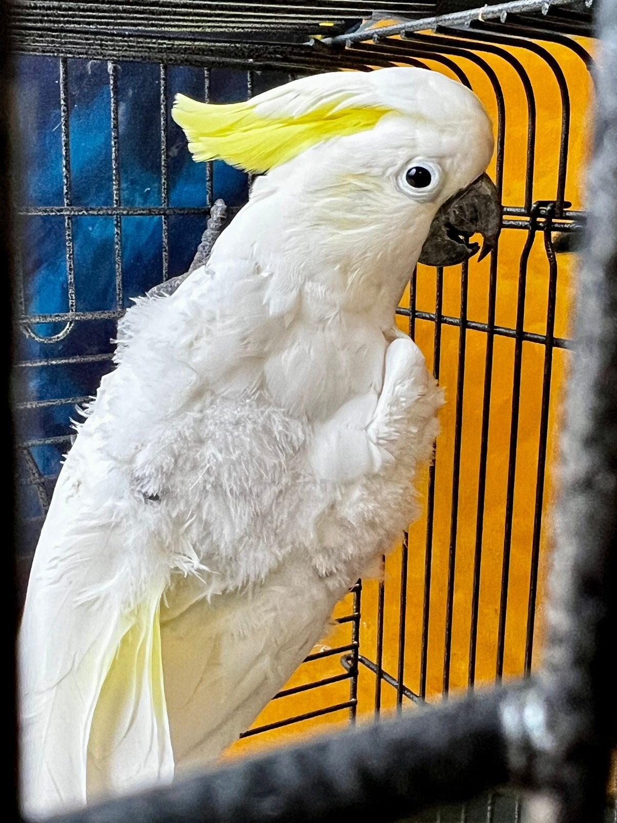 (NL) Geelkuif kaketoe, Mâle, Perroquet, Parleur