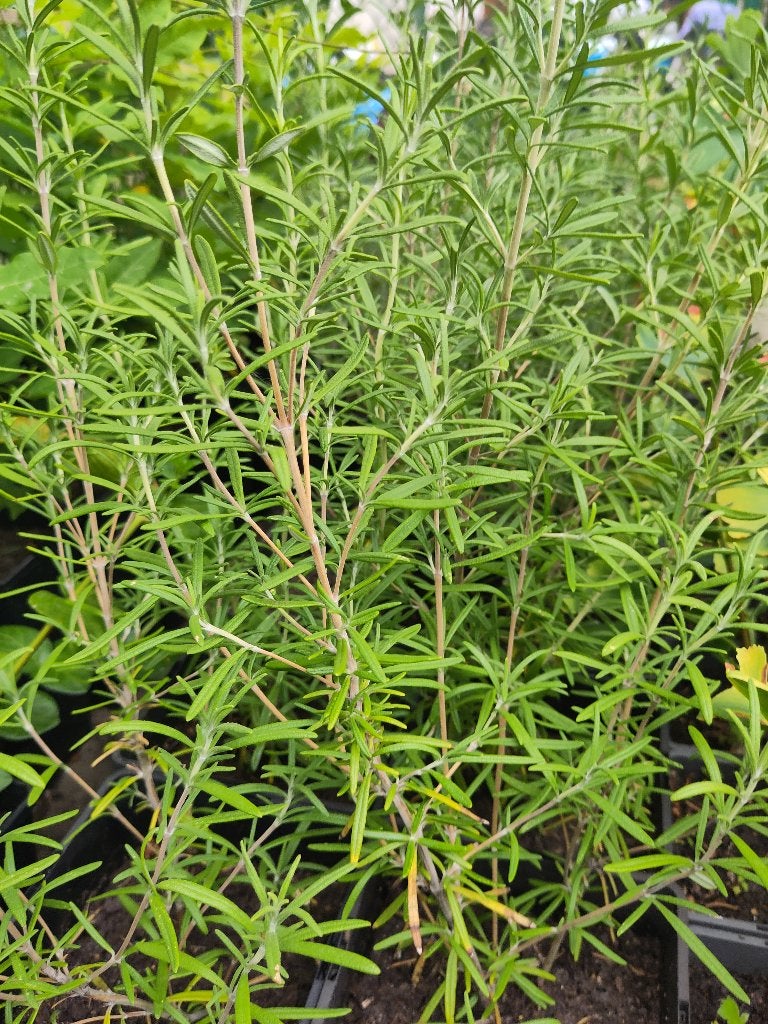 Rozemarijn, Tuin en Terras, Planten | Tuinplanten, Ophalen, Volle zon, Vaste plant, Kruiden