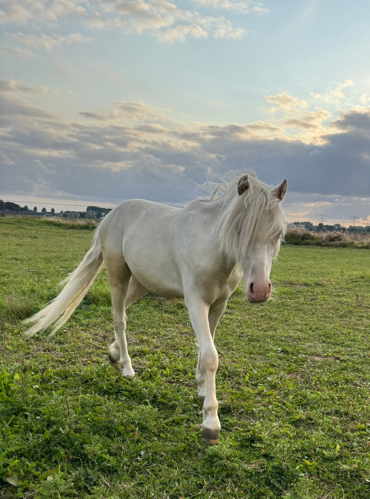 Cremello jaarling welsh A hengstje, Dieren en Toebehoren