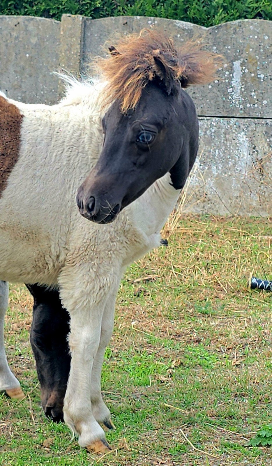 heel lief mini paardje, Dieren en Toebehoren, Hengst, Ontwormd