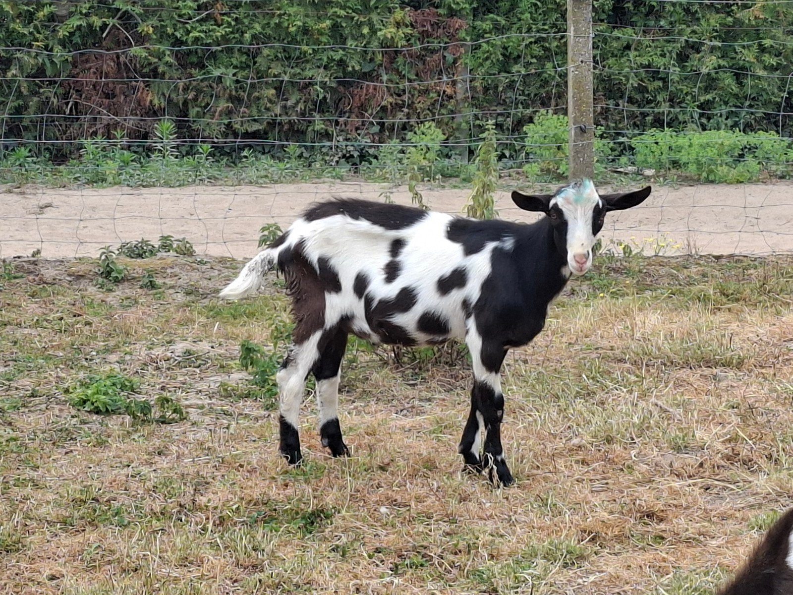 nederlandse bonte melkgeit, Dieren en Toebehoren
