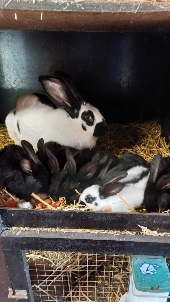 Reuze vlinder konijnen, Dieren en Toebehoren, Konijnen, Meerdere dieren, Groot, 0 tot 2 jaar