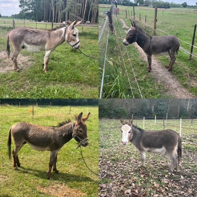 Goedgekeurde dekhengsten te koop Mini-ezel, Dieren en Toebehoren, Paarden en Pony's | Dekhengsten en Fokmerries, Hengst