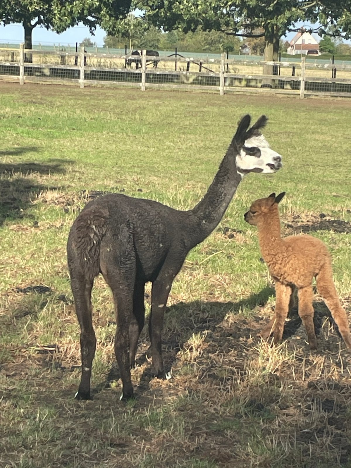 Alpaca merrie met hengste veulen te koop, Dieren en Toebehoren, Mei, Vrouwelijk