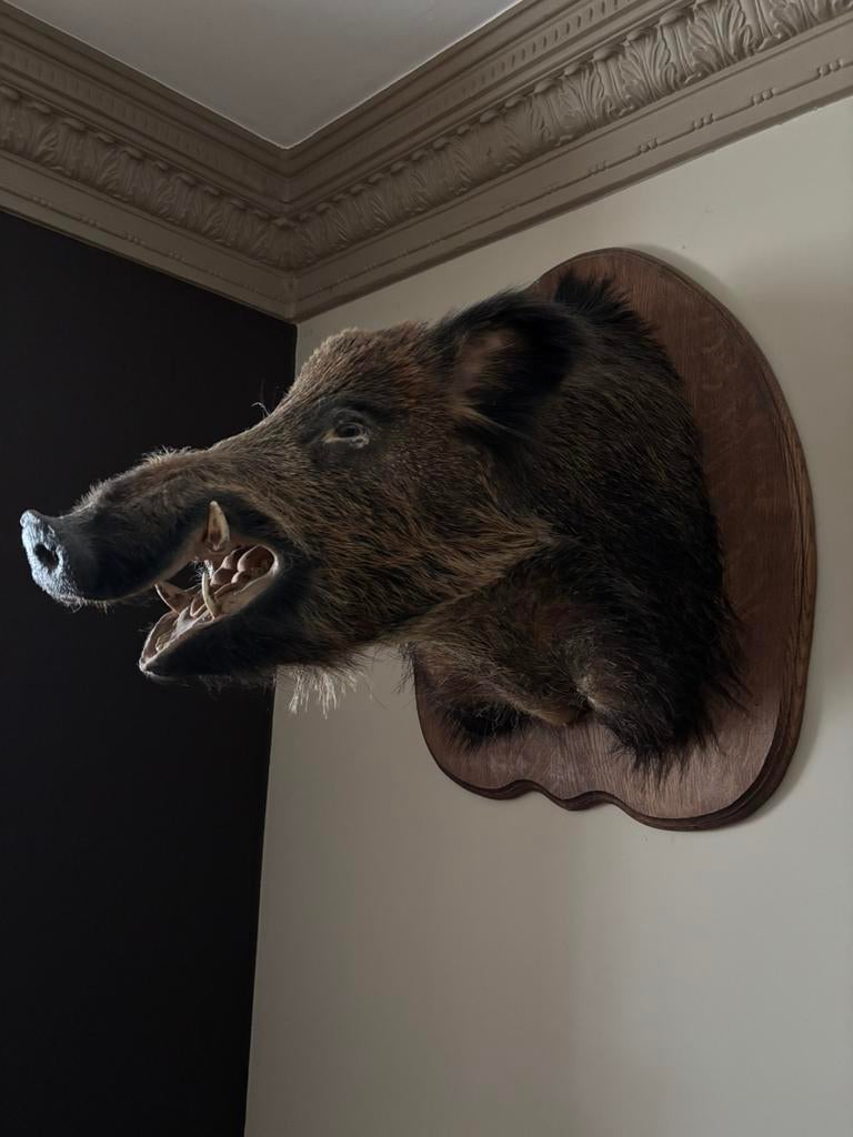 Opgezette everzwijnkop – jachttrofee / taxidermie, Huis en Inrichting, Woonaccessoires | Wanddecoraties, Zo goed als nieuw, Ophalen