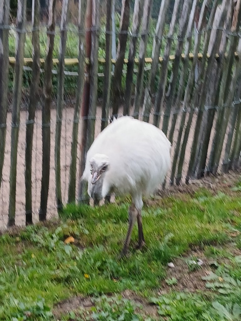 Wit nandoe kuiken, Dieren en Toebehoren, Mannelijk, Overige soorten