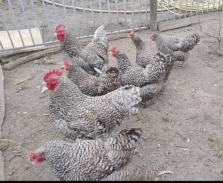 Broedeieren, Mechelse koekoek, Dieren en Toebehoren, Pluimvee, Geslacht onbekend, Kip