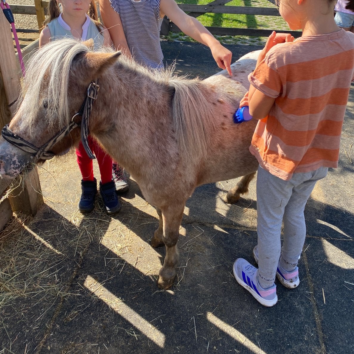 Shetlander merrie, Dieren en Toebehoren, Merrie