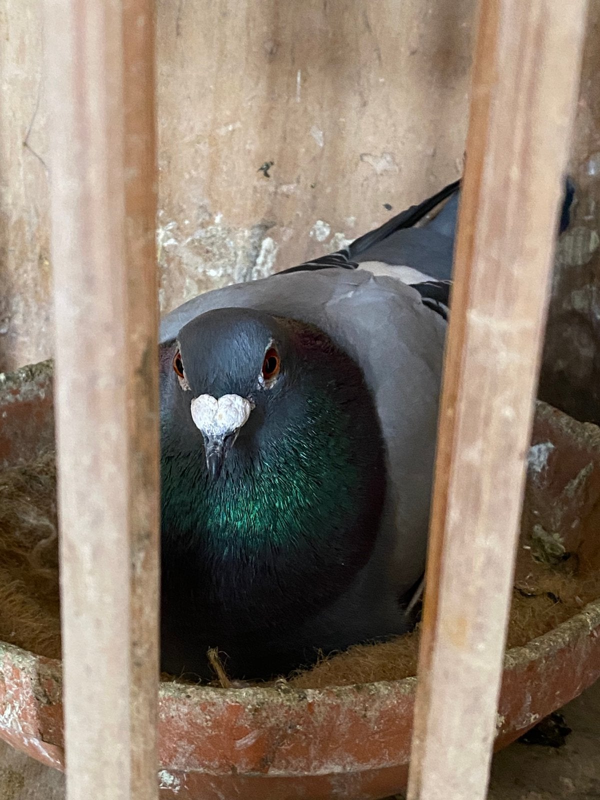 Kweker 2024, Dieren en Toebehoren, Mannelijk, Postduif