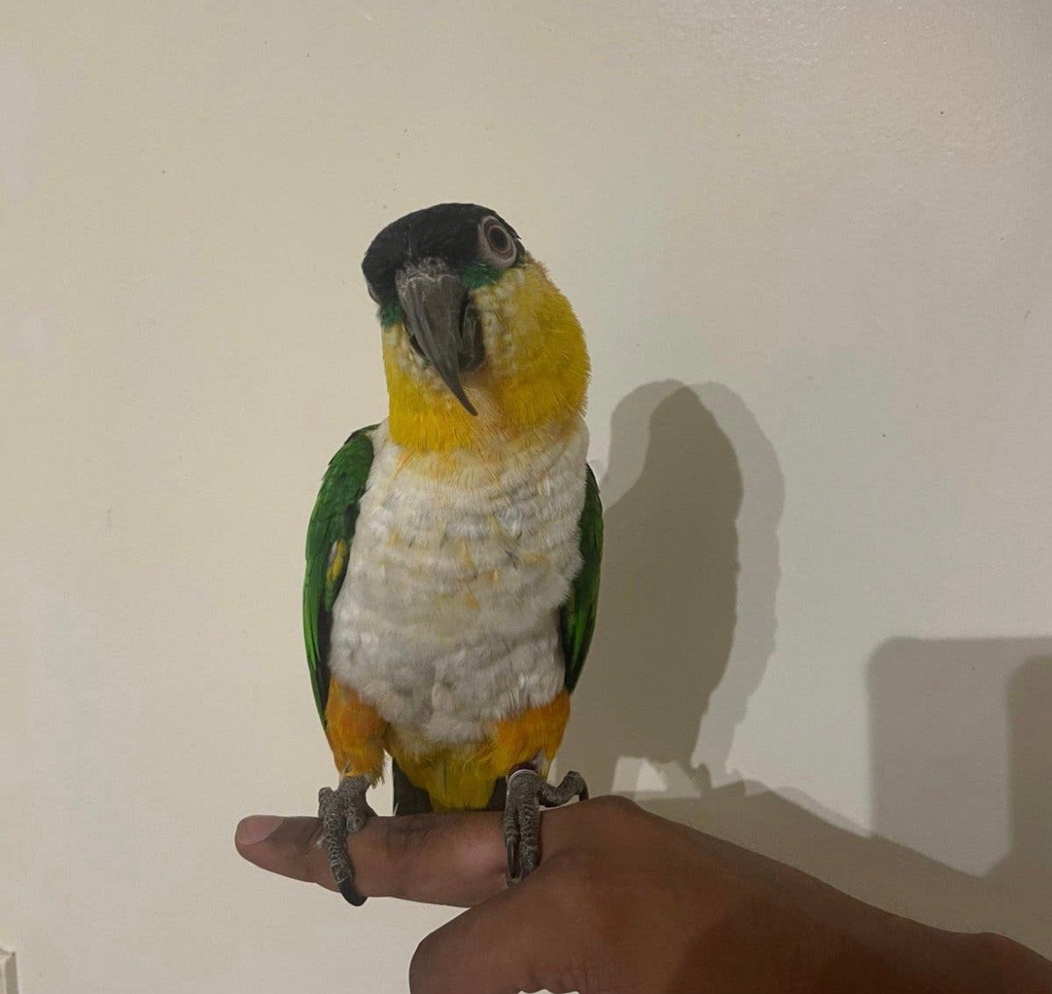 zwartkop caique tam, Dieren en Toebehoren, Mannelijk, Papegaai, Pratend