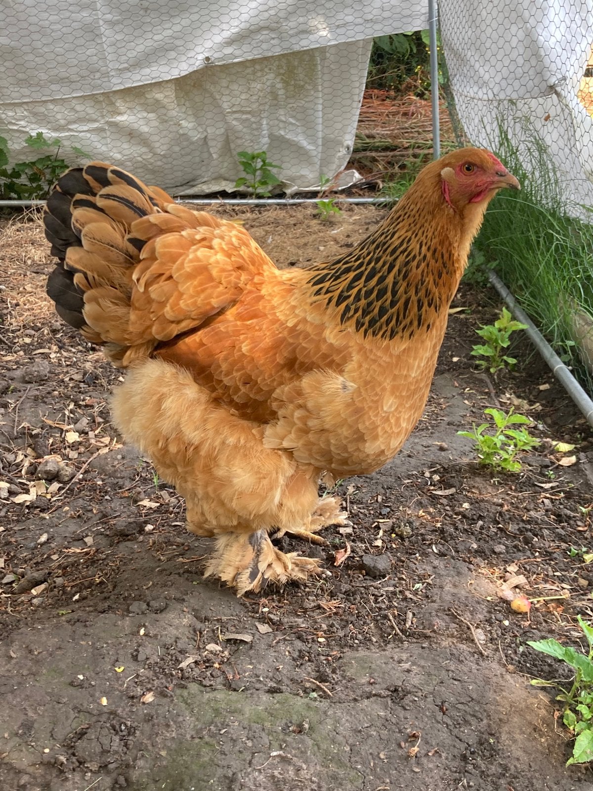 2 brahma hennen, Femelle, Poule ou poulet
