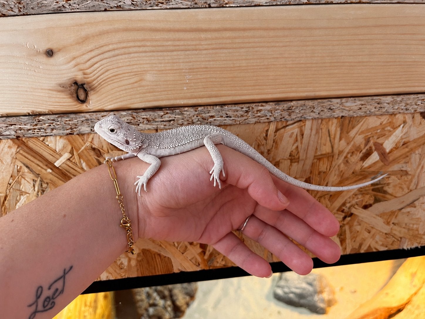 Prachtige jonge Zero Hypo Het Trans man, Animaux & Accessoires, Reptiles & Amphibiens, Lézard, Domestique, 0 à 2 ans