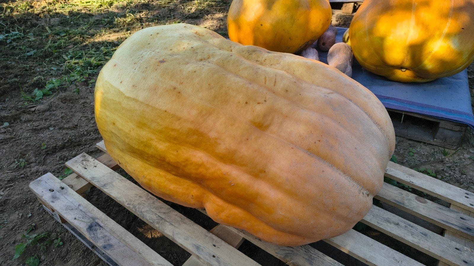 Reuzenpompoen atlantic giant, Tuin en Terras, Ophalen