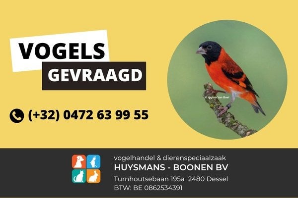 Kapoetsensijzen gevraagd