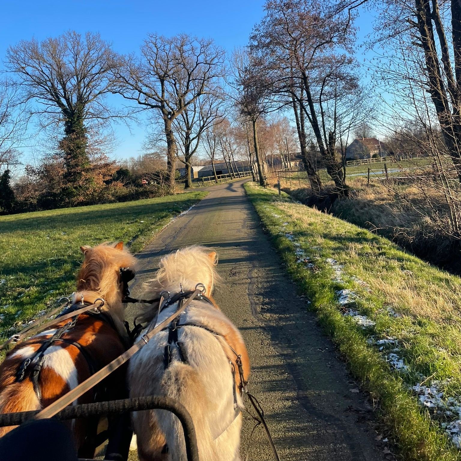 Menlessen in Bocholt, Dieren en Toebehoren