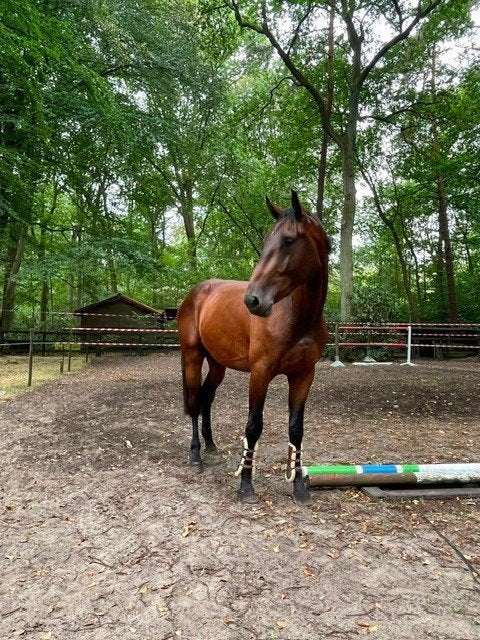 3 JARIG SPRINGPAARD, Dieren en Toebehoren, Met stamboom, Springpaard, Ruin, Onbeleerd