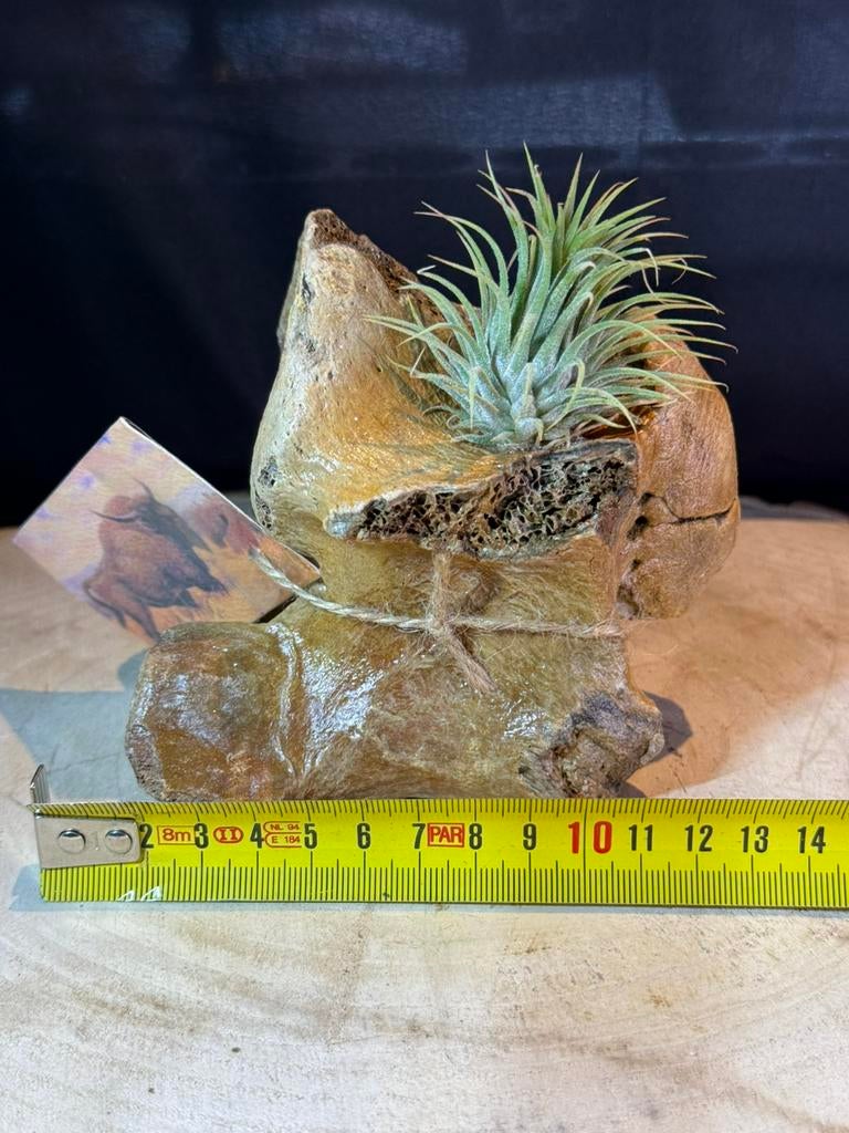 Vertèbre fossile d'un bison des steppes avec Tillandsia, Enlèvement ou Envoi