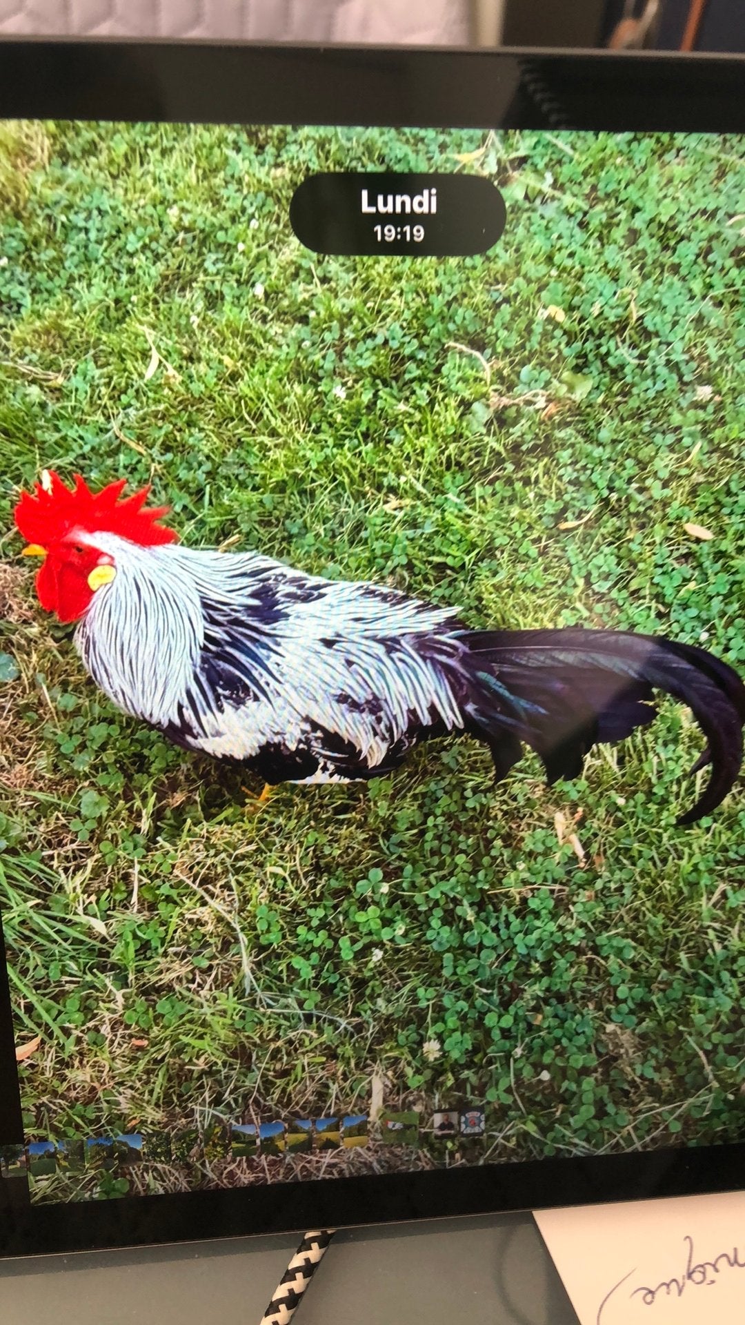 Coq race pure de Leghorn argent  né le 24/01/26, Animaux & Accessoires