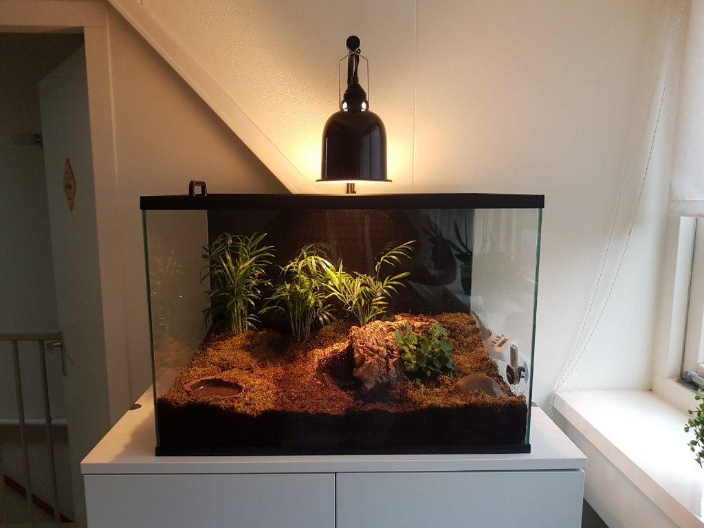 Schorpioen terrarium van glas, Animaux & Accessoires, Reptiles & Amphibiens | Accessoires, Neuf, Terrarium ou Paludarium, Enlèvement ou Envoi