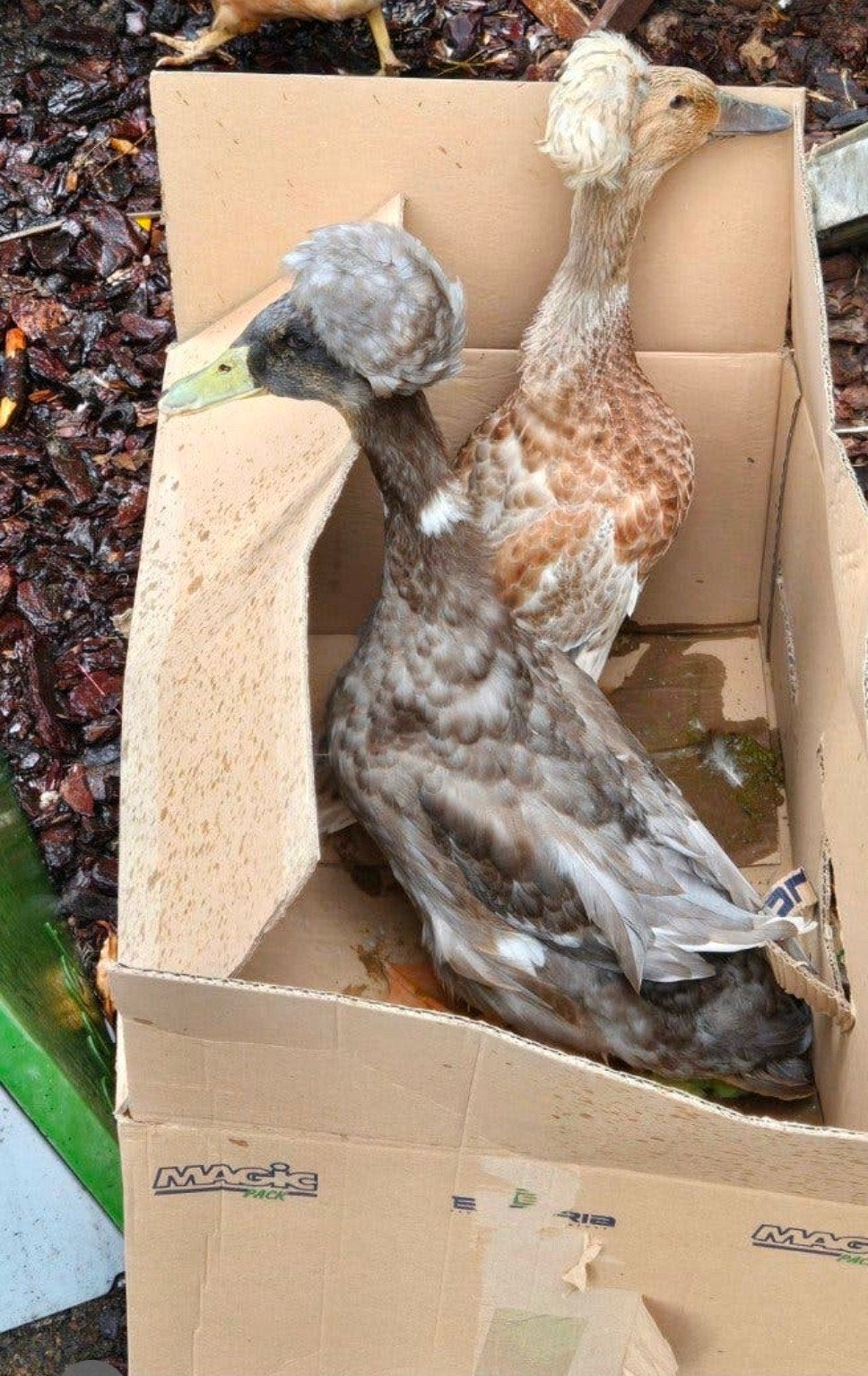 Eend koppel, Dieren en Toebehoren, Meerdere dieren, Eend