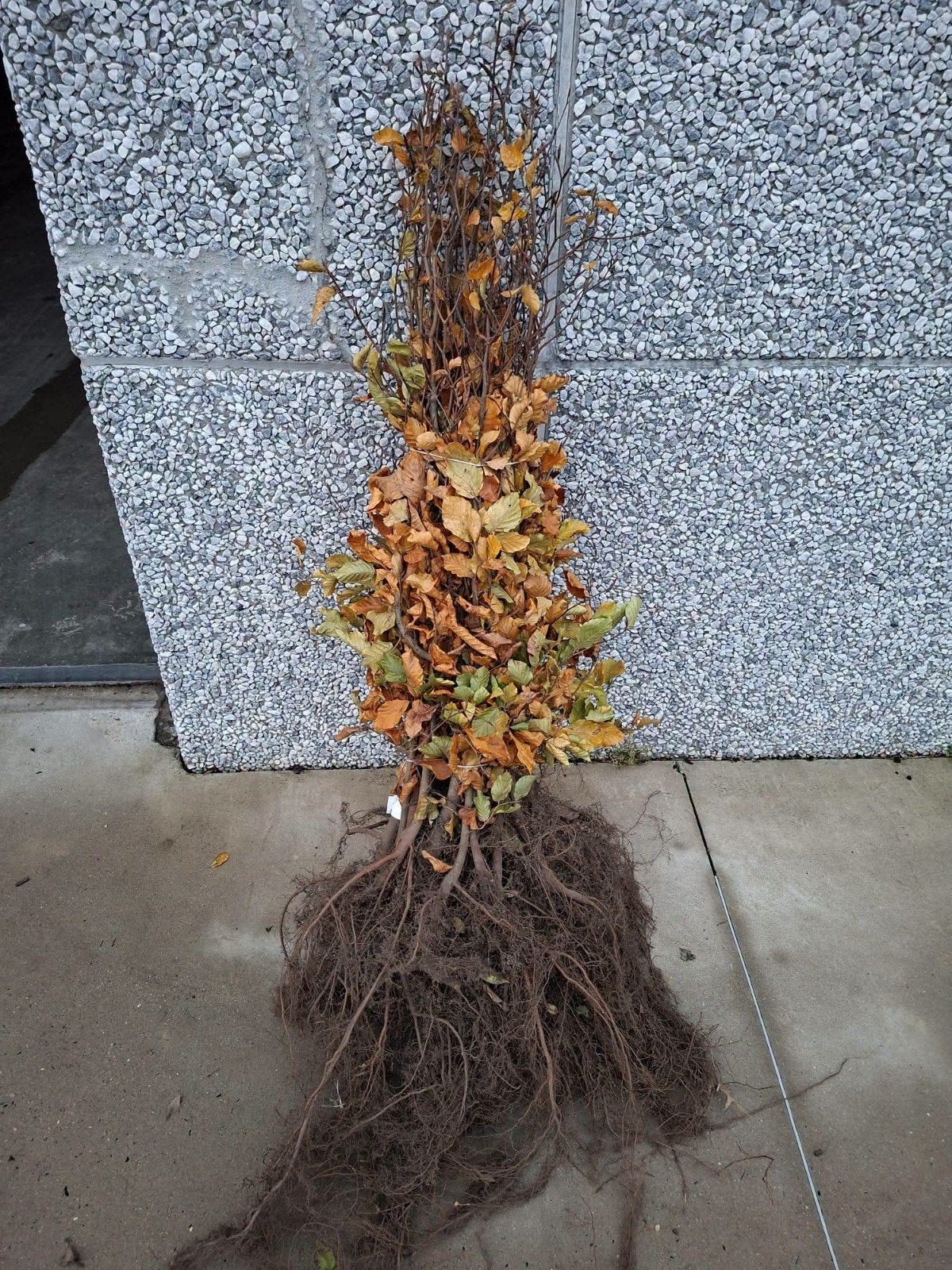 ‼️fagus sylvatica beuk aan promoprijzen ‼️, Jardin & Terrasse, Enlèvement, Haie de hêtre, Haie