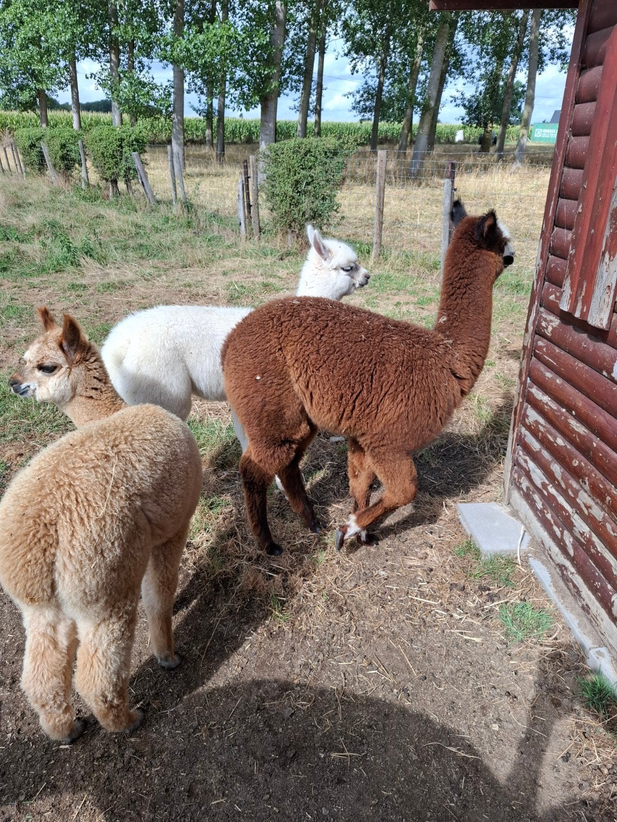 jonge alpaca's te koop., Dieren en Toebehoren, Mei, Meerdere dieren