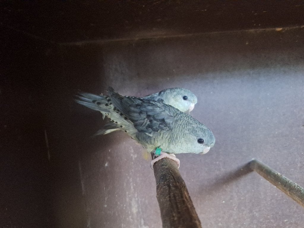 Catharina's, Plusieurs animaux, Perruche, Bagué