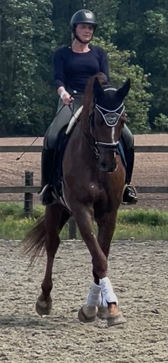Ideale leermeester, Dieren en Toebehoren, Paarden, Ruin, Dressuurpaard, 170 tot 175 cm, 11 jaar of ouder