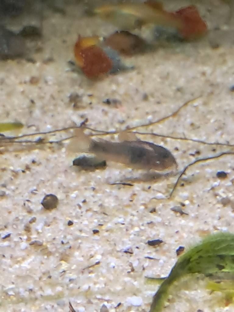 Kweekrijpe Corydoras aeneus (osteogaster aeneus), Vis, Zoetwatervis