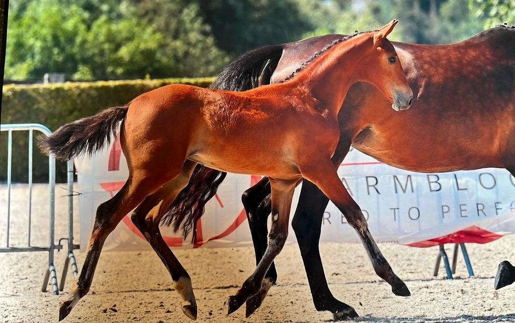 Elite merrieveulen te koop, Merrie, Met stamboom, Springpaard, Niet van toepassing