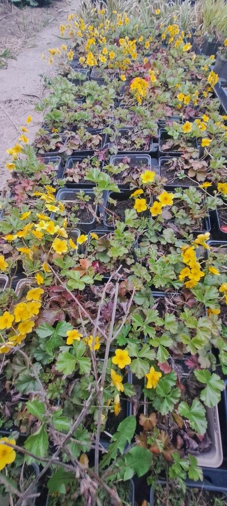 Waldsteinia ternata (79 stuks), Tuin en Terras, Planten | Tuinplanten, Ophalen, Lente, Vaste plant, Bodembedekkers