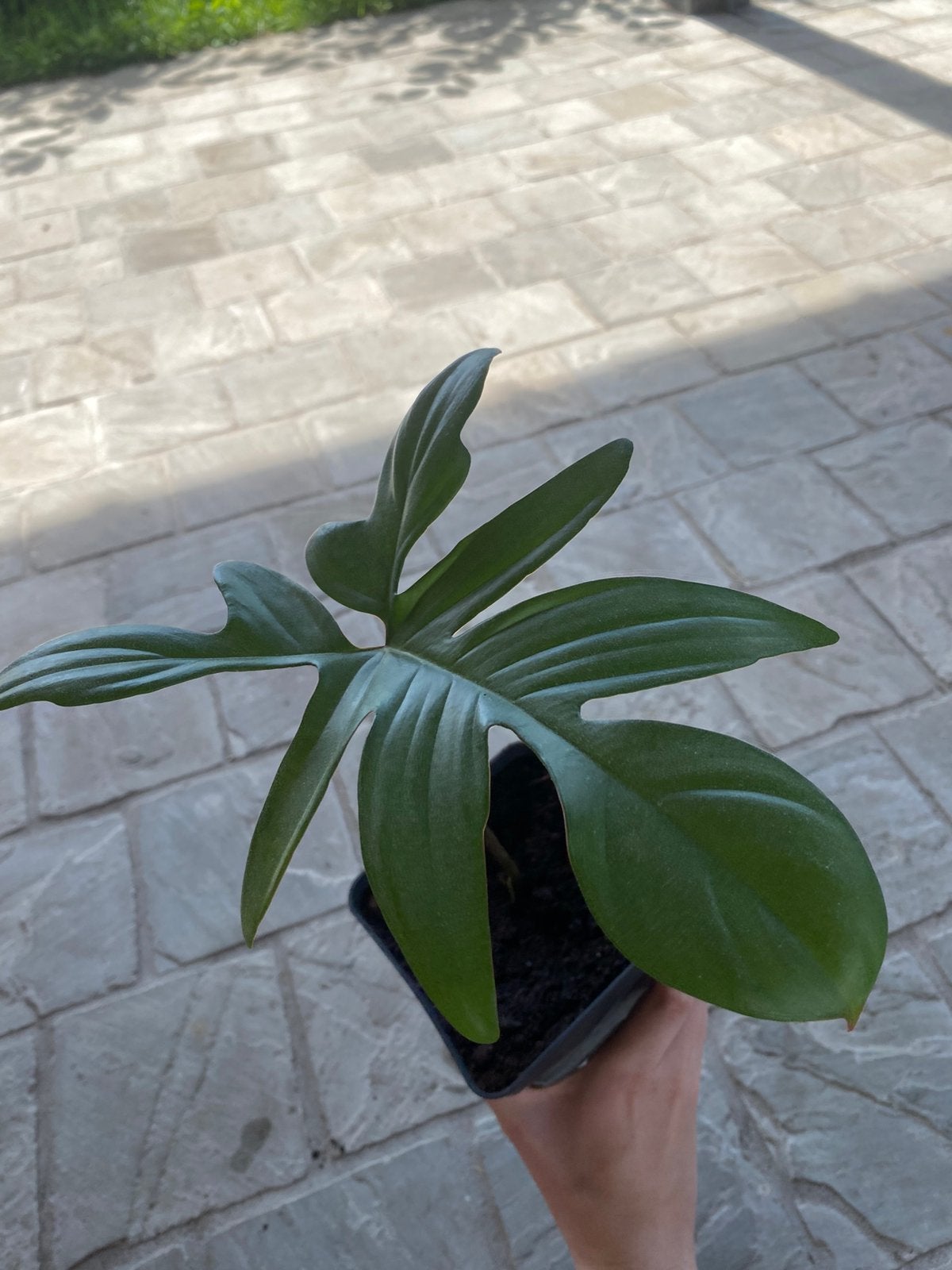Philodendron plant, Ophalen