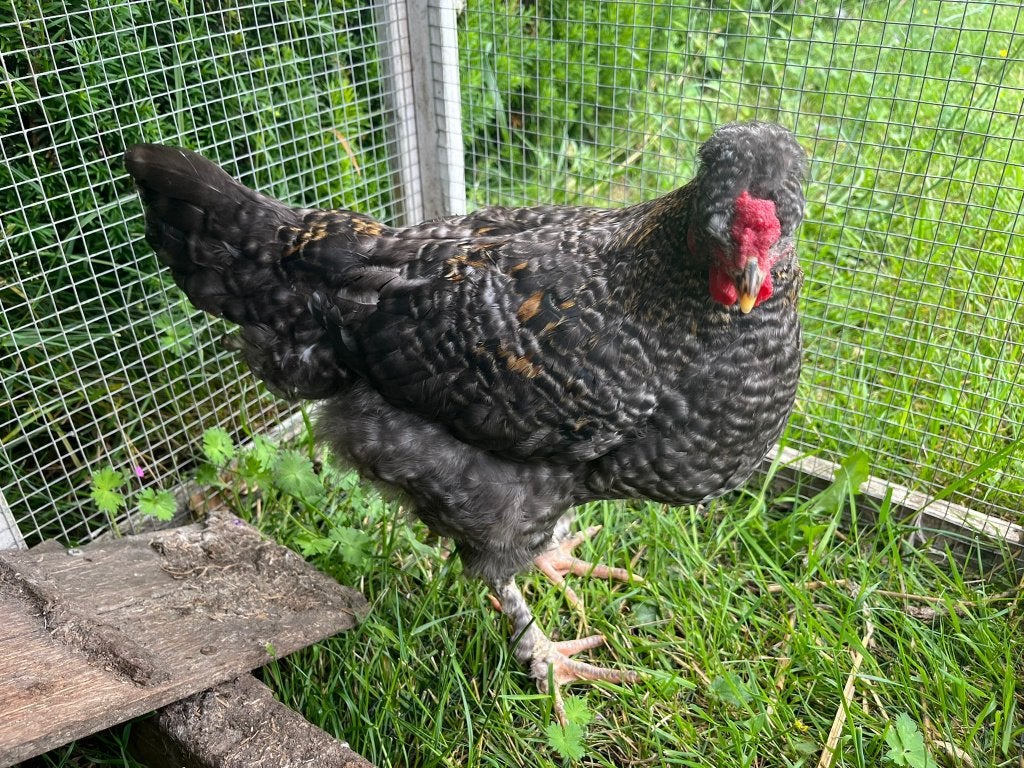 Gratis zijdehoen haantje, Dieren en Toebehoren, Mannelijk, Kip