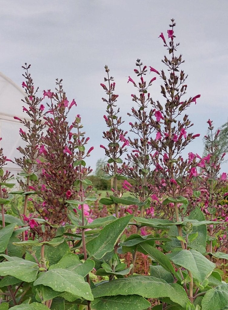 Lepechinia hastata, Volle zon, Vaste plant, Zomer, Ophalen