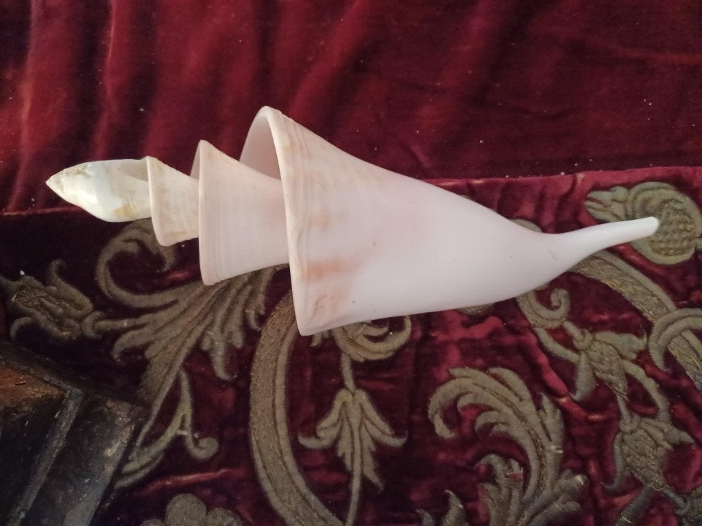 Schelpen en koralen vanaf 30 euro/stuk, Ophalen, Schelp(en)