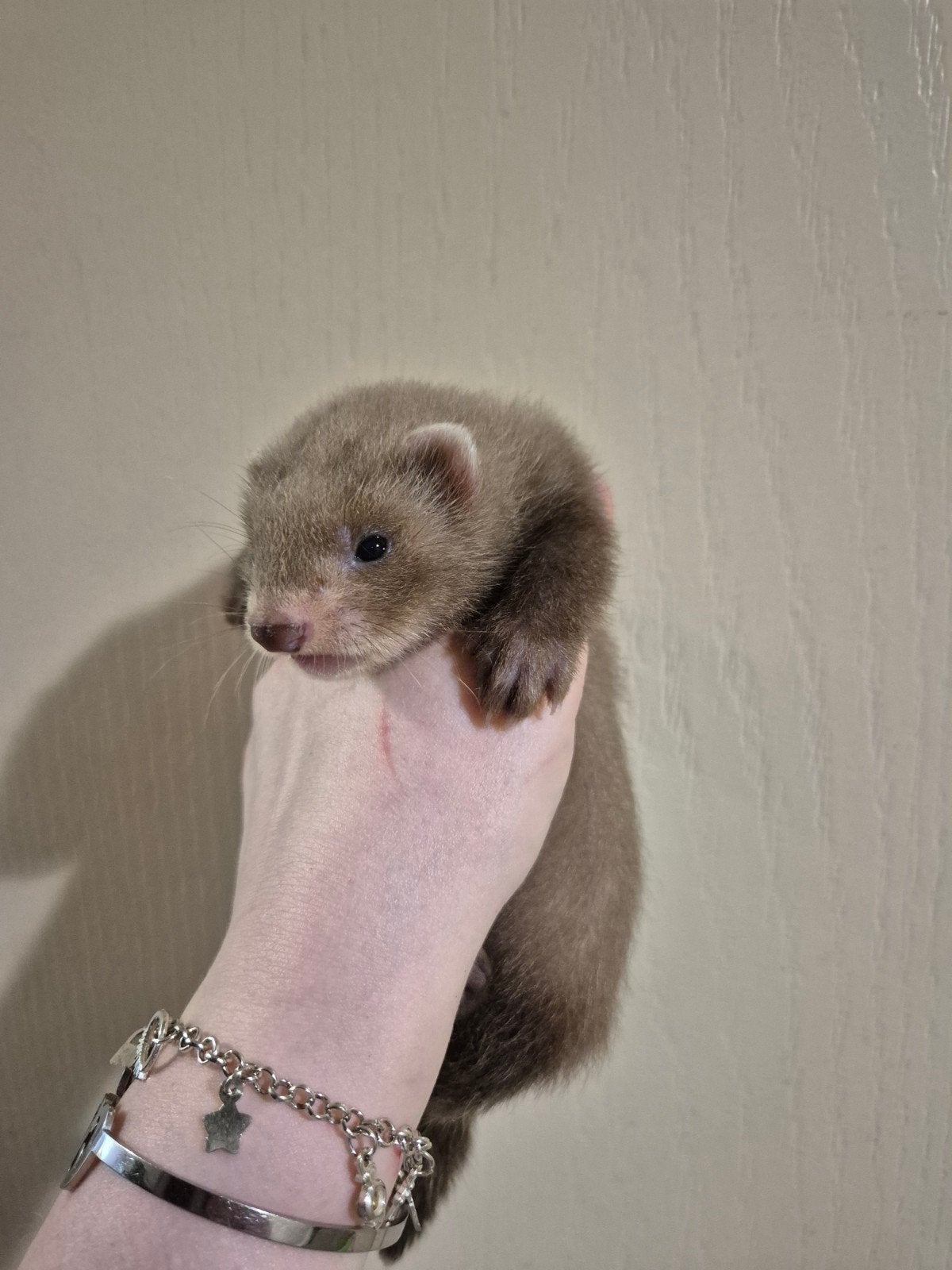 Super mooi donker choco fretten rammetje pup, Dieren en Toebehoren, Overige Dieren, Mei, Mannelijk