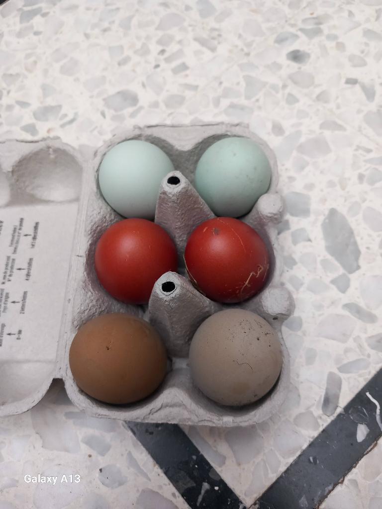broedeieren en kippen araucana marans, Dieren en Toebehoren
